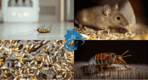 شركة مكافحة حشرات بالاحساء شركة مكافحة حشرات بالاحساء